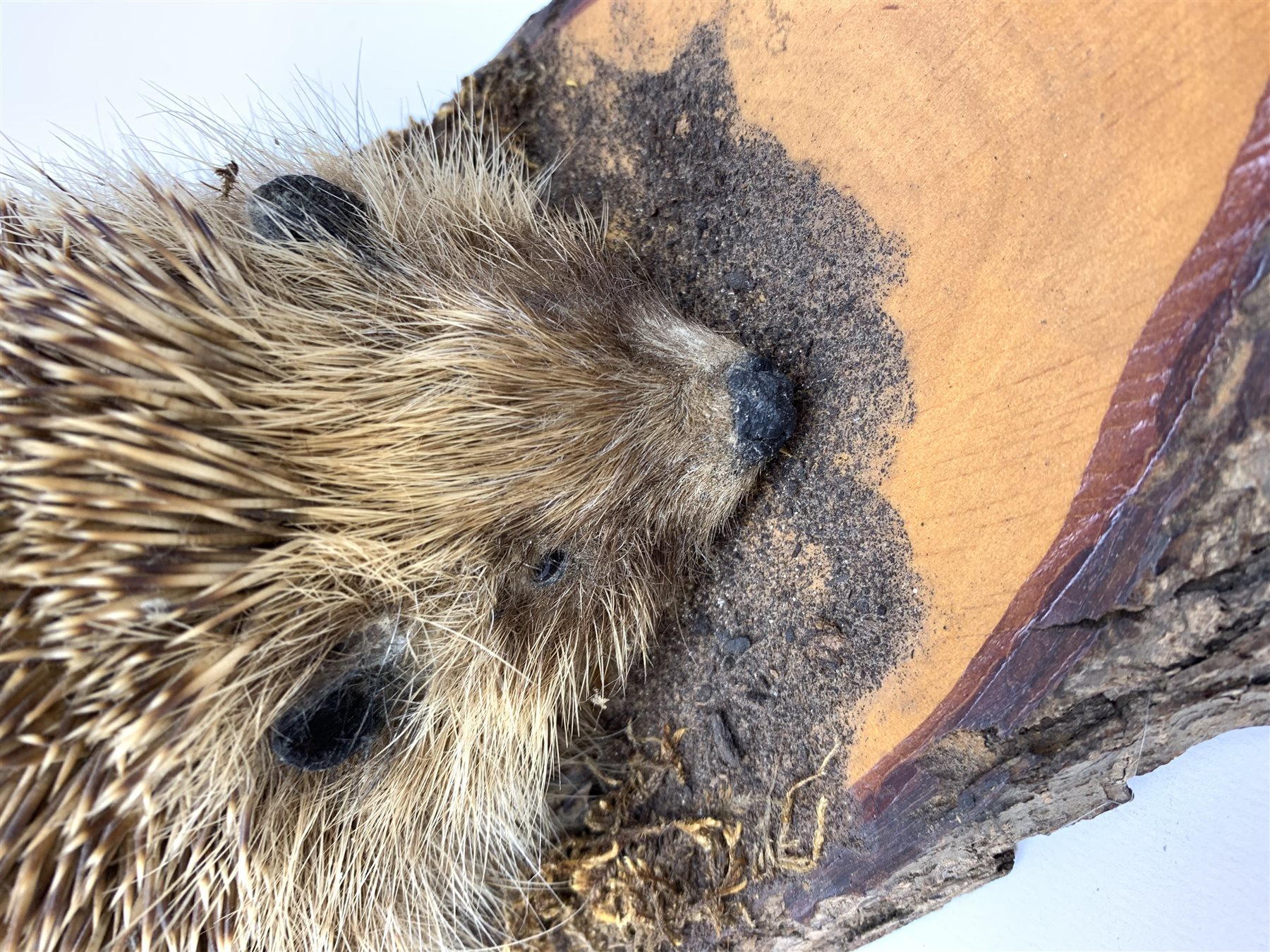 Taxidermy: 20th century Common Garden Hedgehog (Erinaceinae), full mount on open display upon tree trunk section, base L40cm