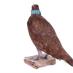 Taxidermy: Red Grouse (Lagopus lagopus) and Melanistic Cock Pheasant (Phasianus colchicus), roe deer shoulder mount (Capreolus capreolus)