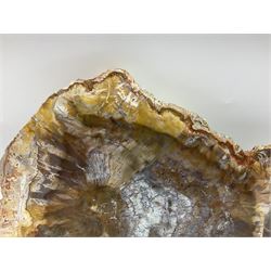 Polished petrified wood specimen, sliced in cross-section and polished to one side to reveal an array of colours, some growth rings still visible, texture to edges, H22cm, L26cm