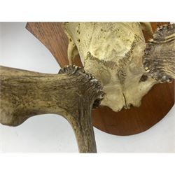 Antlers/Horns; Pair of red deer (Cervus elaphus) stag antlers with partial skull on wooden wall shield, H32cm