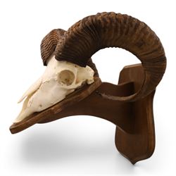 Antlers/Horns - European Mouflon (Ovis aries musimon), set of adult Mouflon ram horns on upper skull, mounted upon a pedestal wall shield, D38cm 