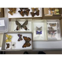 Entomology; large collection of pinned butterflies and moths, to include Cream-spotted Tiger moth, Adonis Blue butterfly, Orange tip butterfly, Swallowtail butterfly etc  