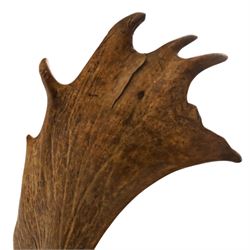 Antlers/Horns - pair of Fallow deer (Dama dama) antlers, mounted on wooden shield, with Arundel Park bone plaque, W81cm 