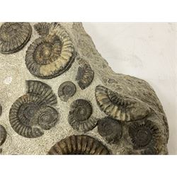 Ammonite multi-block fossil, comprising Arnioceras semicostatum, age; Jurassic period, location; Tunstall, Holderness coast, H30cm, L30cm 