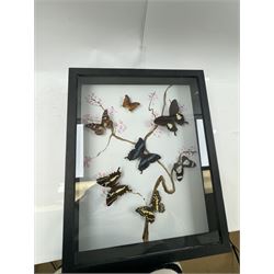 Entomology: Single glazed display of butterflies, circa 20th century, single glazed display containing seven various specimens, including green-banded swallowtail, and amauris crawshayi, pinned upon foam backing, enclosed within a glazed ebonised display case the backdrop painted with blossoming branches , H49cm, L39cm