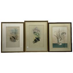 Henry Constantine Richter (British 1821-1902) after John Gould (British 1804-1881): 'Campylopterus Cuvieri' and 'Campylopterus Delattrei', pair lithographs with hand colour; John Holding: Still Life, watercolour (3)