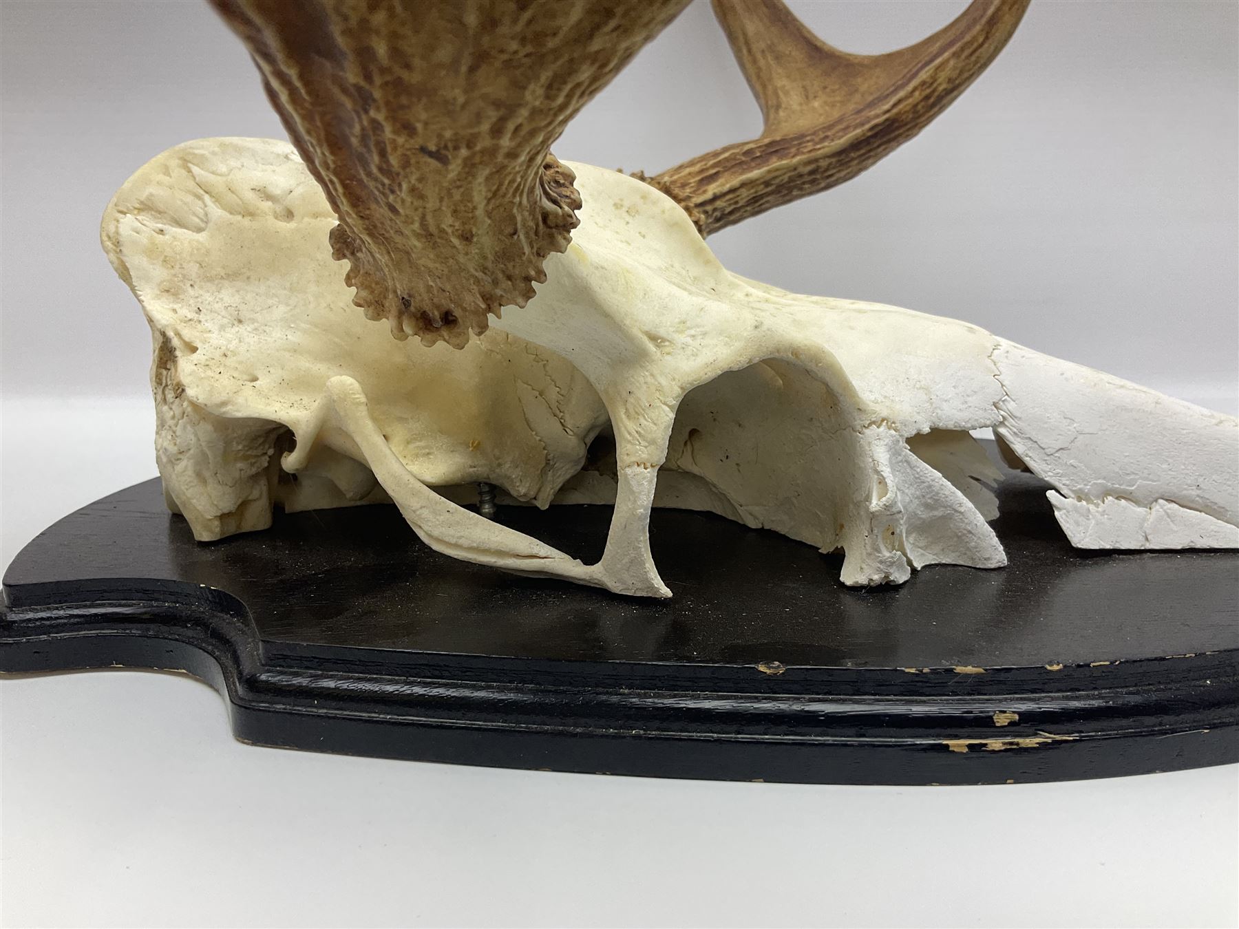 Antlers/Horns: Pair of European Moose (Alces alces) horns with upper skull, mounter upon a wooden shield, H45cm