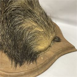 Taxidermy: European Wild Boar (Sus scrofa), adult male shoulder mount looking straight ahead mouth agape, mounted upon a wooden shield, D52cm