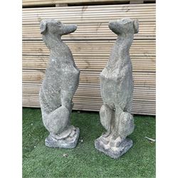 Pair of cast stone seated greyhounds, H75, W20, D25 - THIS LOT IS TO BE COLLECTED BY APPOINTMENT FROM DUGGLEBY STORAGE, GREAT HILL, EASTFIELD, SCARBOROUGH, YO11 3TX