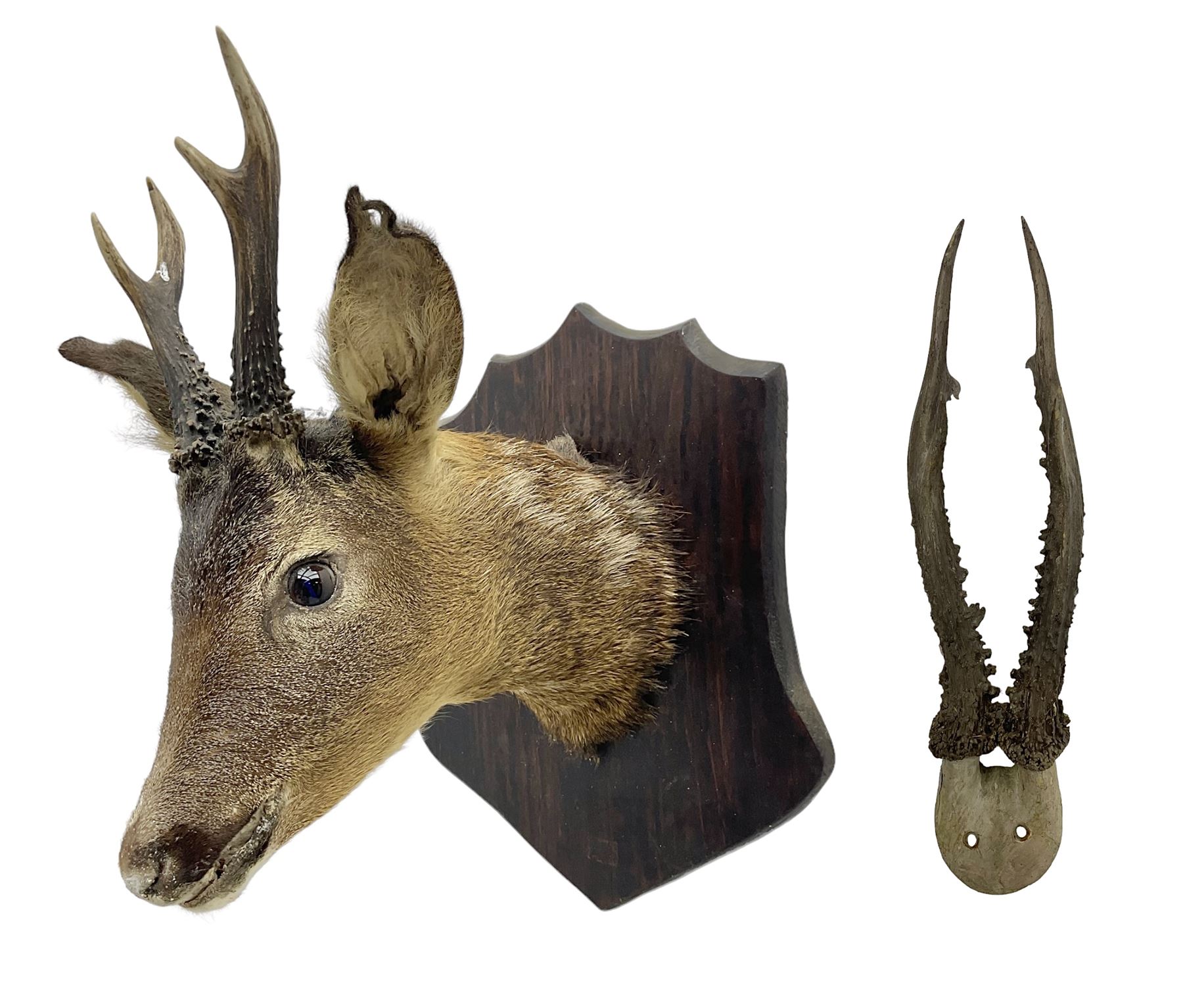 Taxidermy; Roe Deer (Capreolus capreolus), adult Roebuck neck mount looking straight ahead, mounted upon an oak shaped shield, together with a pair of Roe Deer antlers, with partial skull