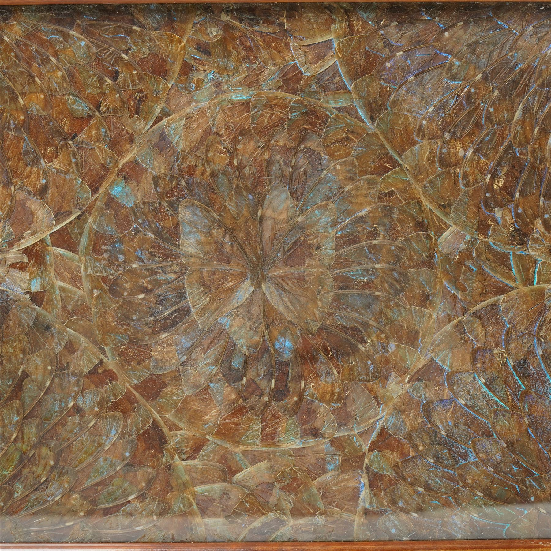 Entomology - Two Victorian South American Butterfly Wing Trays, each tray of rectangular form, protected by glazed panels, max 35cm x 52cm (2)