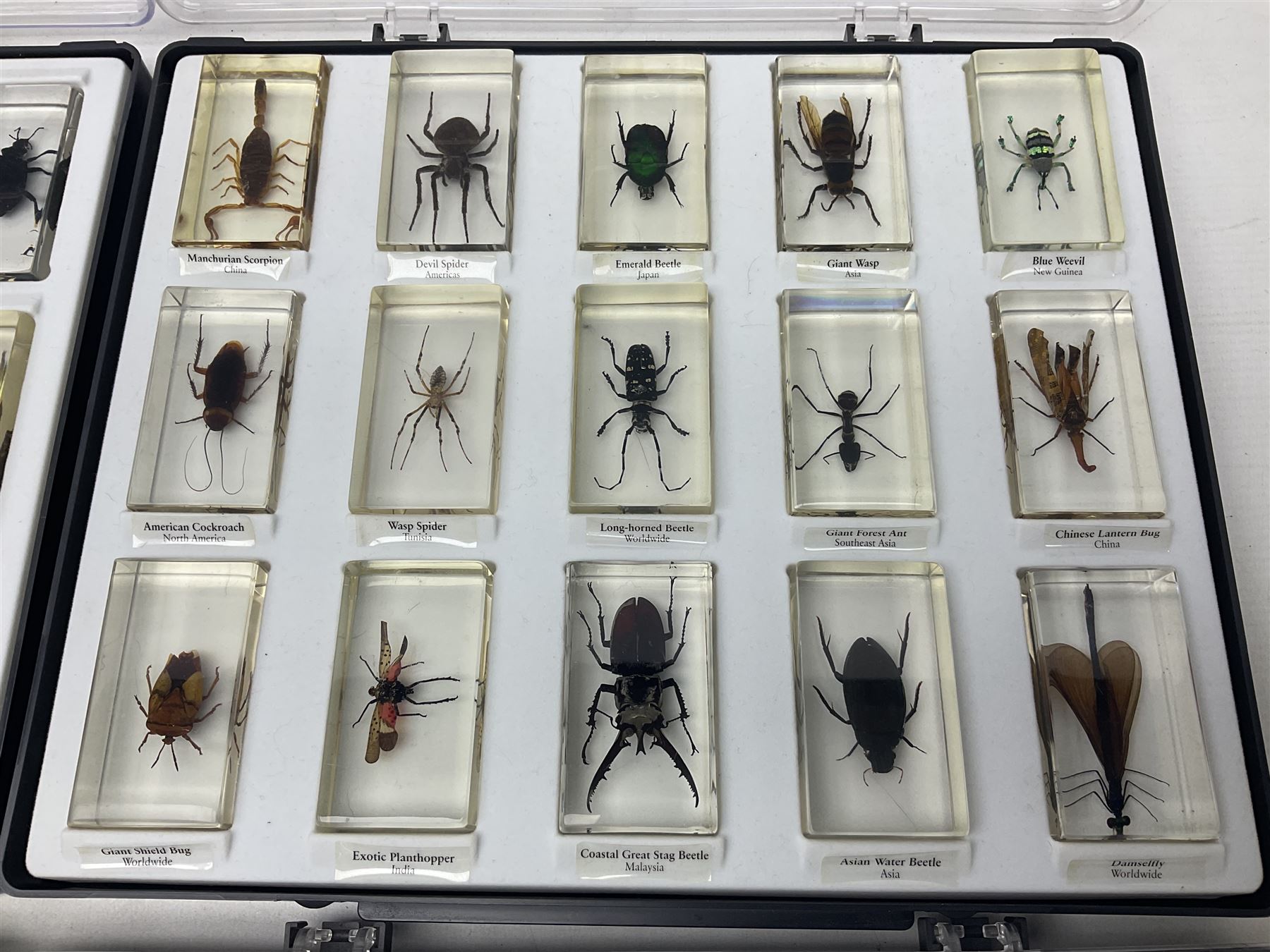 Entomology: collection of fifty two insect specimens, each in an acrylic block, to include Giant Scorpion, Rhinoceros Beetle, Praying Mantis, Millipede, Flower Mantis, Exotic Planthopper, Blue Weevil etc 