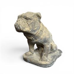 Cast stone garden statue on the form of a seated British bulldog with studded collar on a ...
