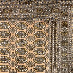 Bokhara rug, rose ground, with multiple rows of ivory and indigo guls enclosed by narrow geometric borders in tones of ivory, grey, and gold