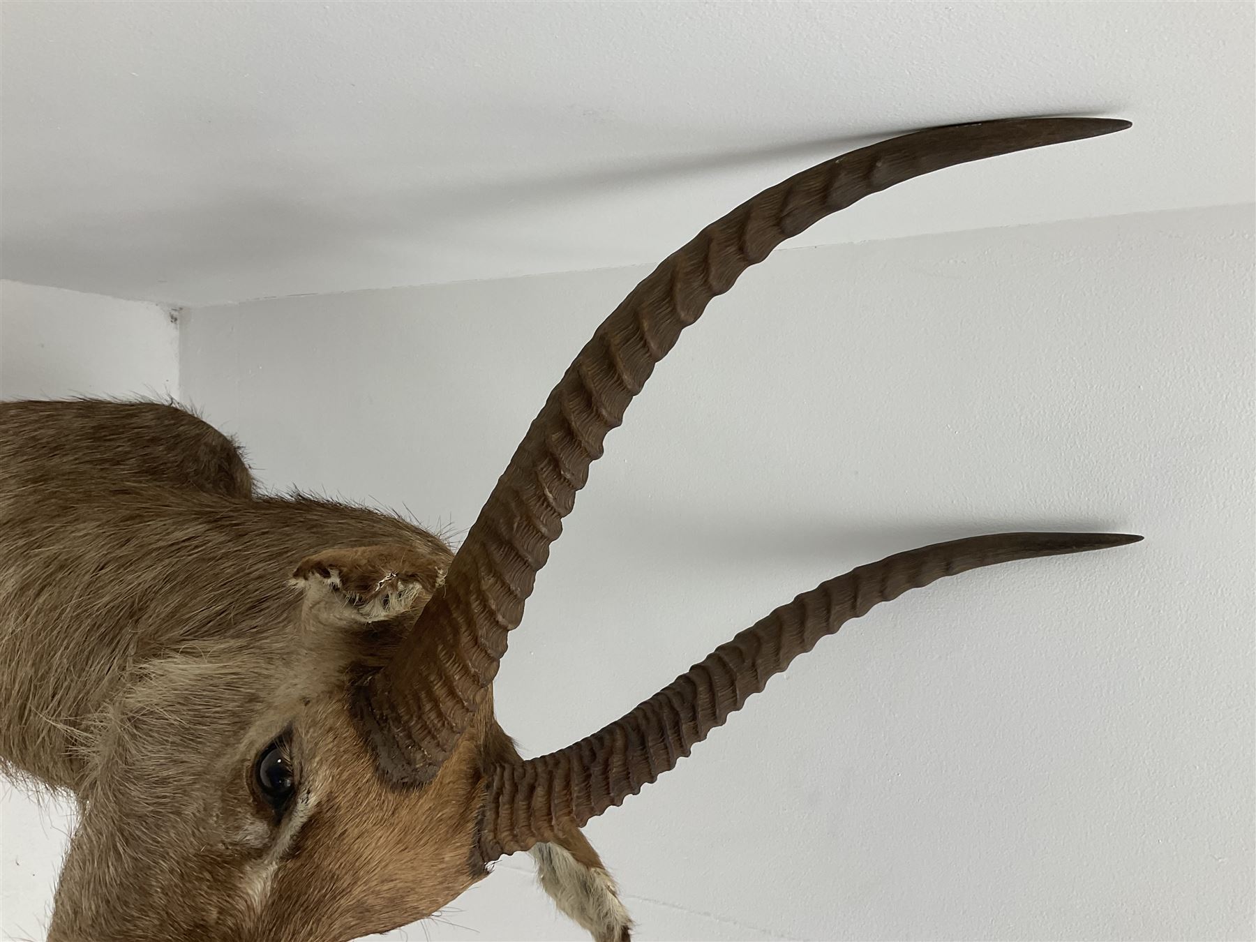 Taxidermy: East African Ellipsen Waterbuck (Kobus ellipsiprymnus), adult male shoulder mount looking straight ahead, approximately H120cm
