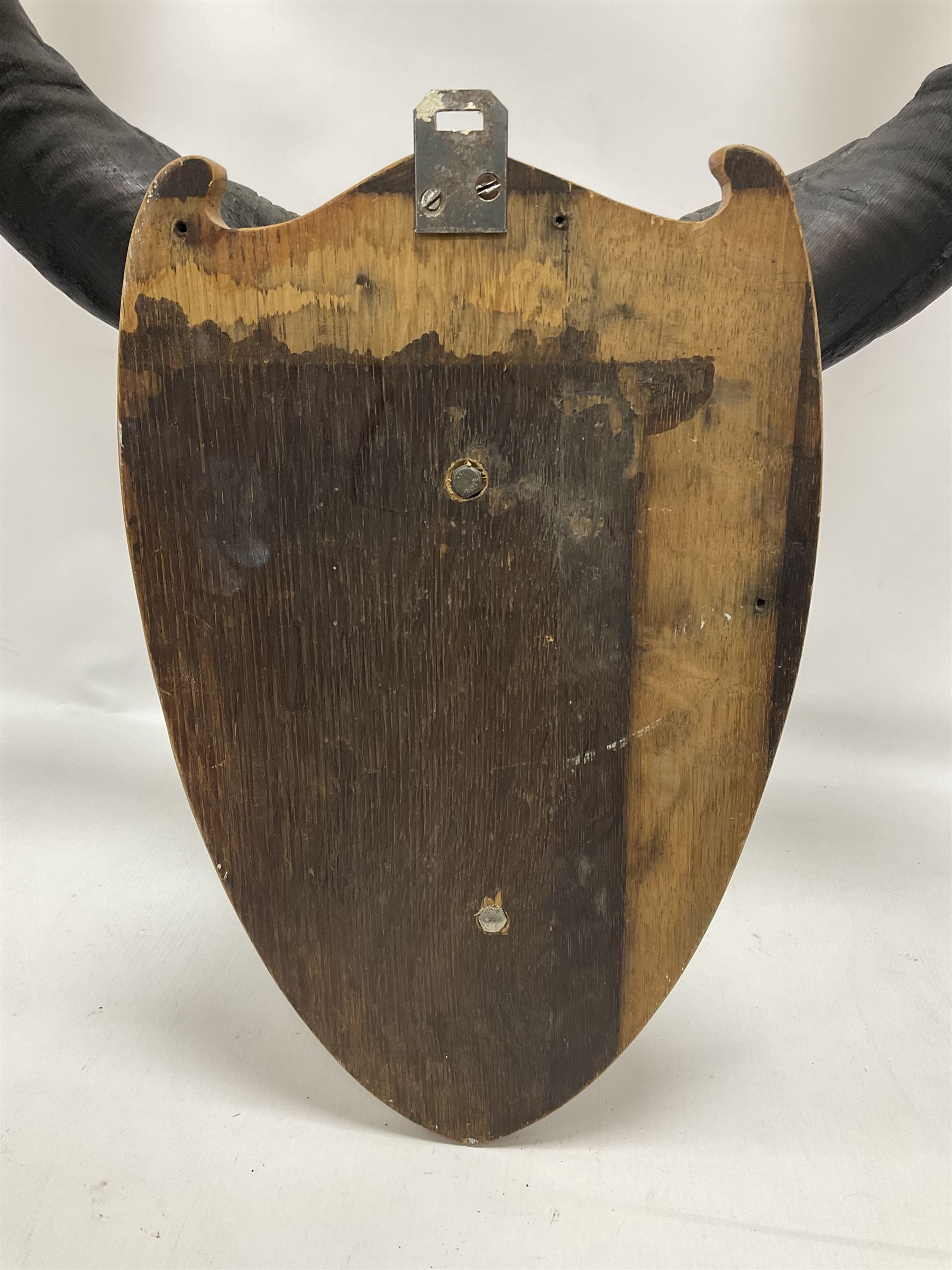 Antlers/Horns: Greater Kudu (Tragelaphus Strepsiceros), Pair of Kudu curved horns on partial skull, mounted on an oak shield, H120cm