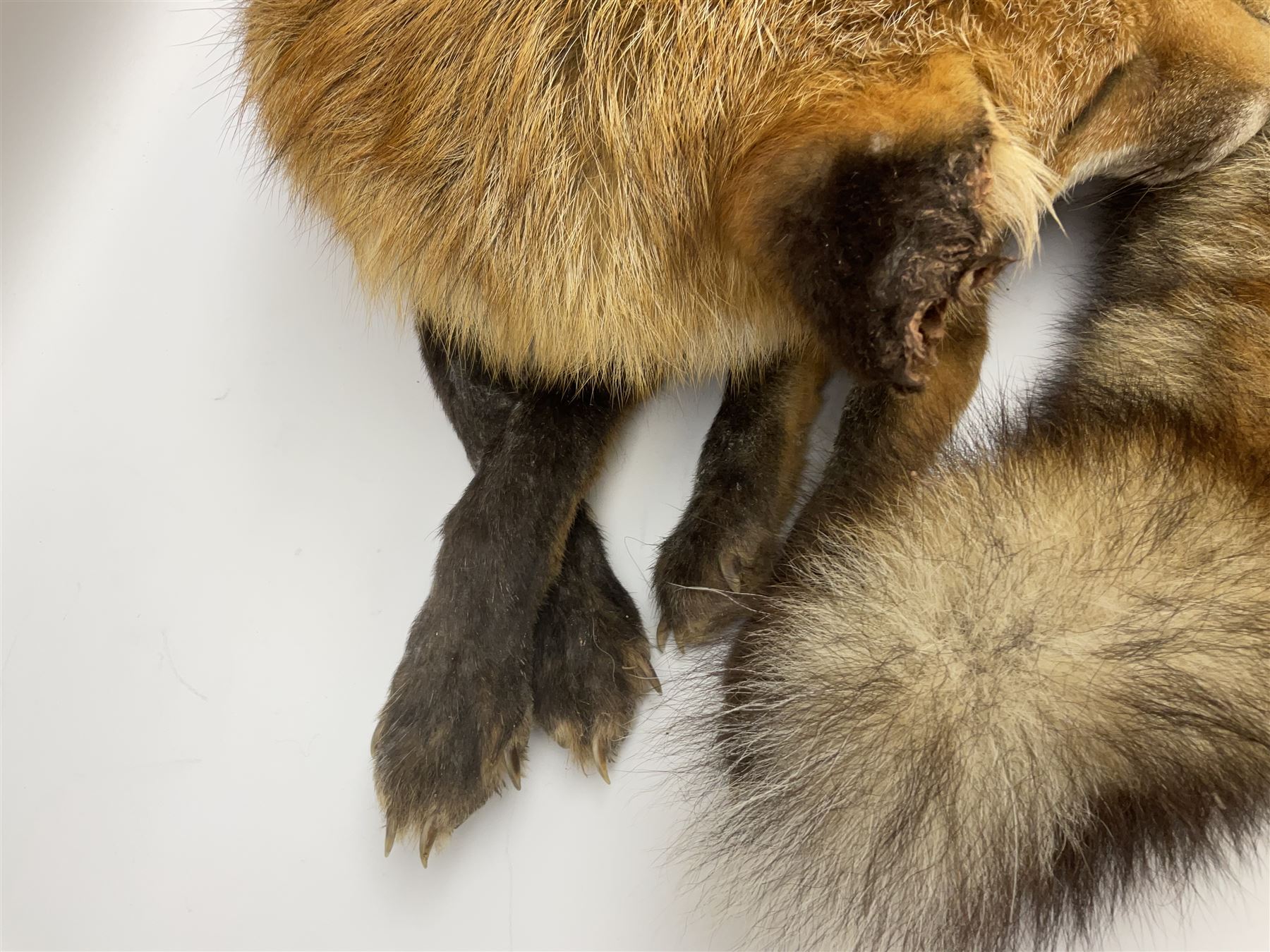 Taxidermy: Fireside red fox (Vulpes vulpes), a full mount adult fox in recumbent position, L44cm. 