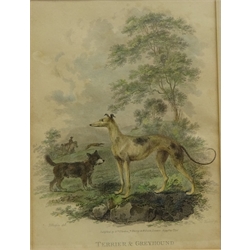  Greyhound Studies, four 18th and 19th century engravings hand coloured max 21.5cm x 16cm (4)  