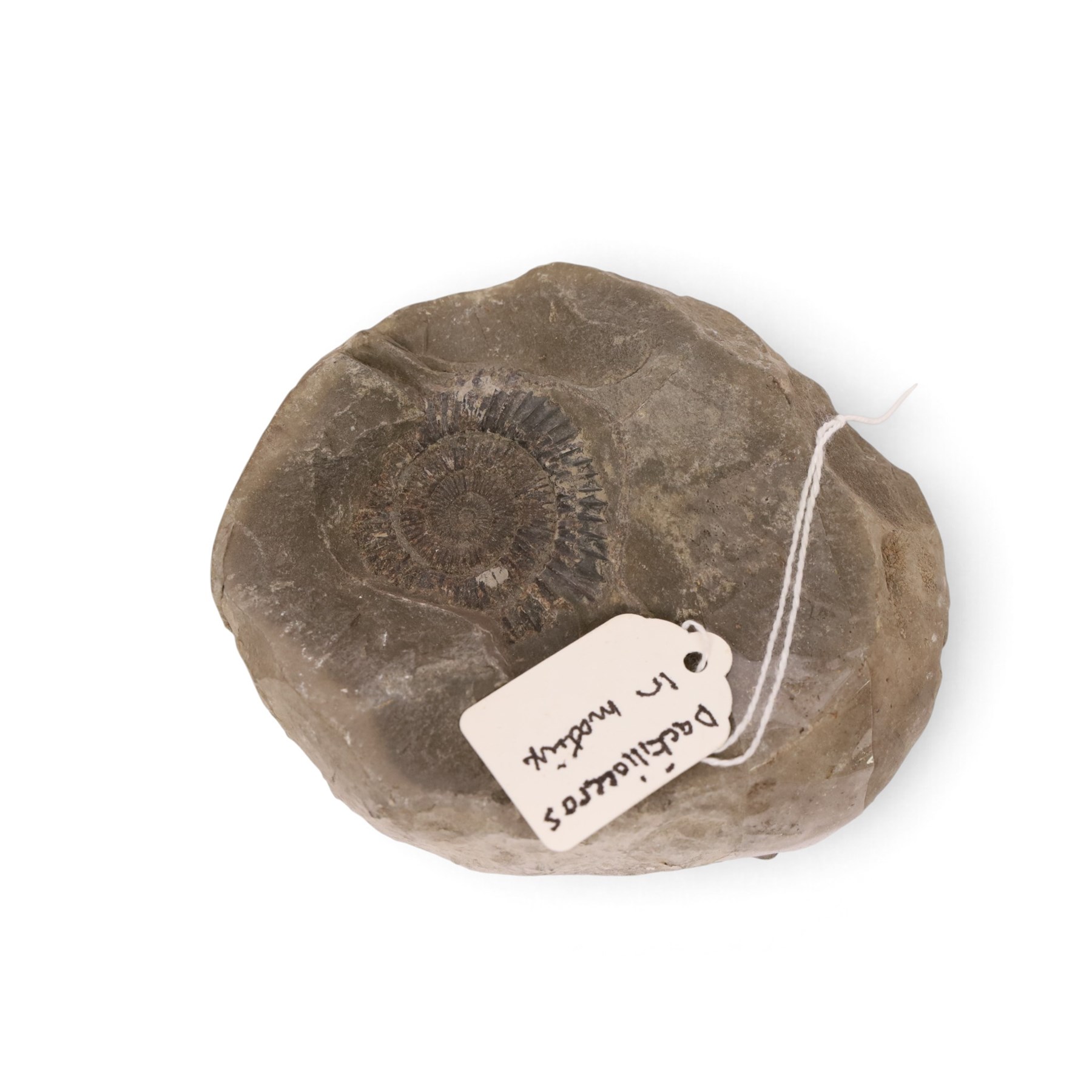 Fossil collections; including ray finned fossilised fish, ammonites Gryphaea, etc  