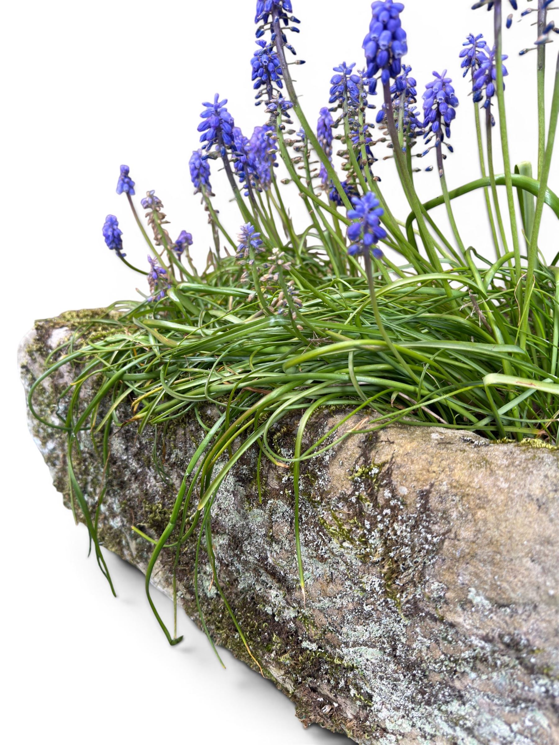 19th century weathered hewn stone planter of rectangular form, planted