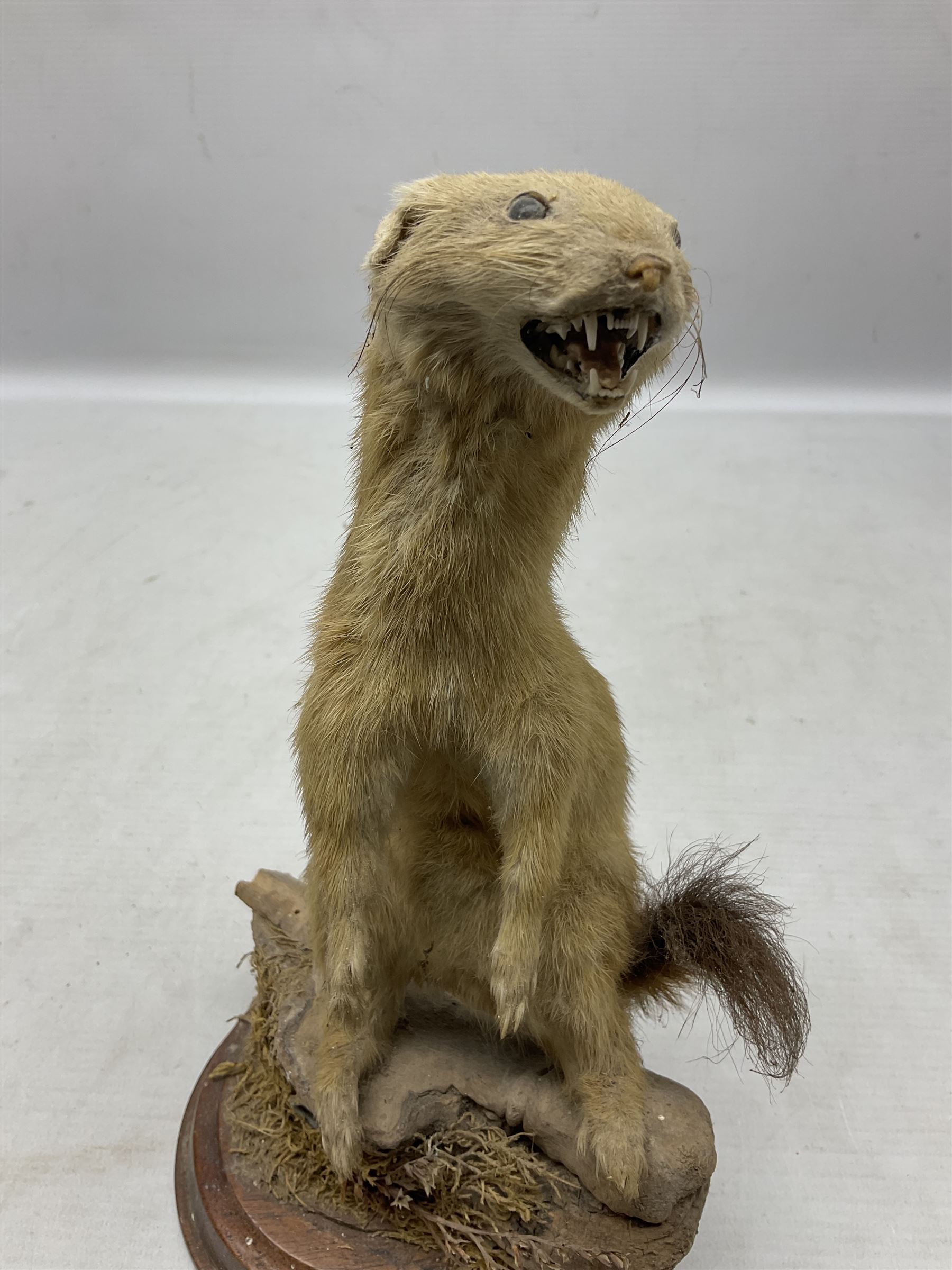 Taxidermy; Pine Marten (Martes martes) or similar, full adult mount mounted on a naturalistic branch, together with a weasel (Mustela) on a wooden plinth, pine marten H34cm