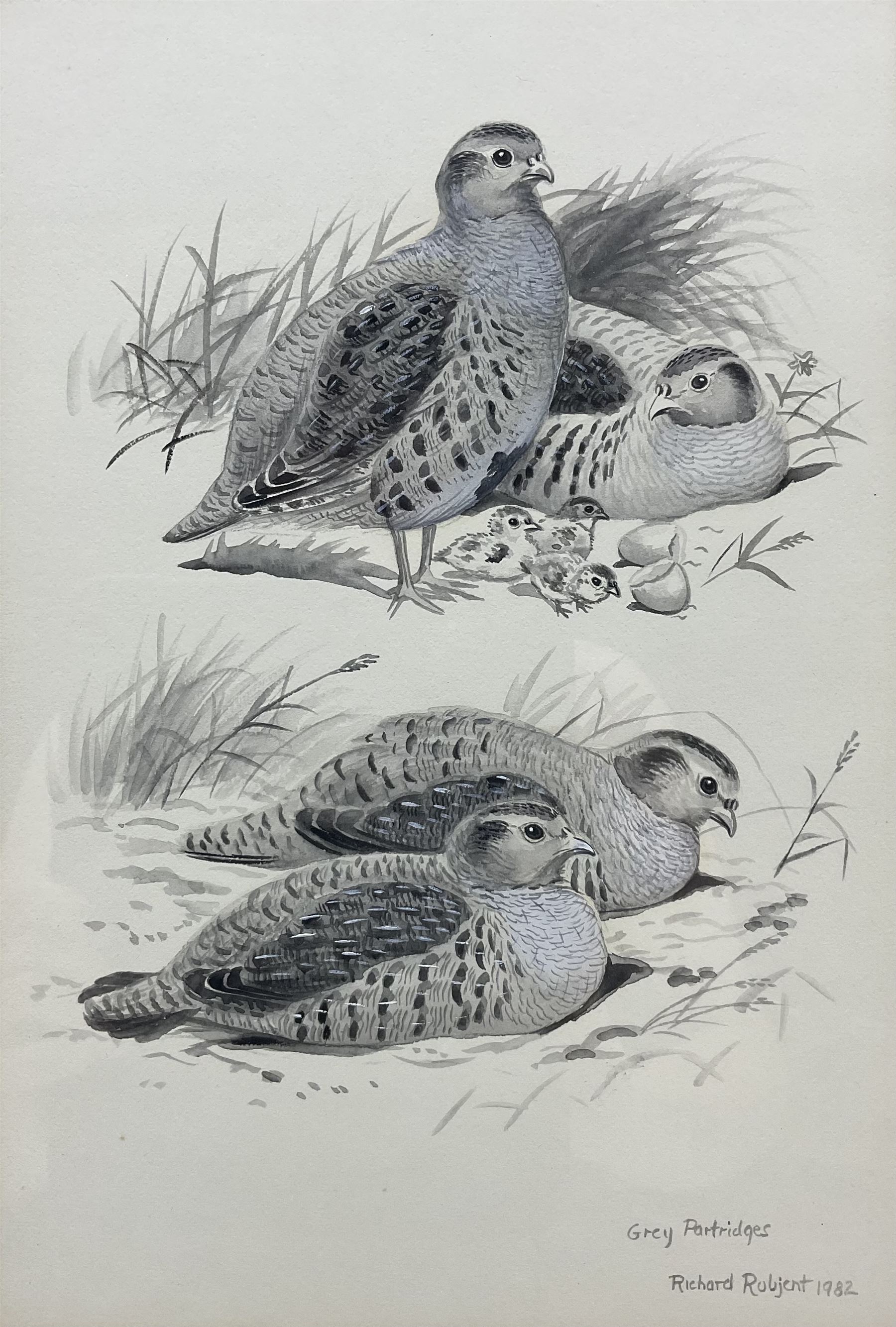 Richard Robjent (British 1937-): 'Grey Partridges', monochrome watercolour signed titled and dated 1982, 28cm x 19cm 