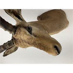 Taxidermy: Common Impala (Aepyceros melampus), adult male shoulder mount looking straight ahead, approximately H90cm