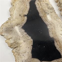 Pair of polished petrified wood slices, sliced in cross-section and polished to both sides, some growth rings still visible and a blackened centre, texture to edges, H17cm, L28cm