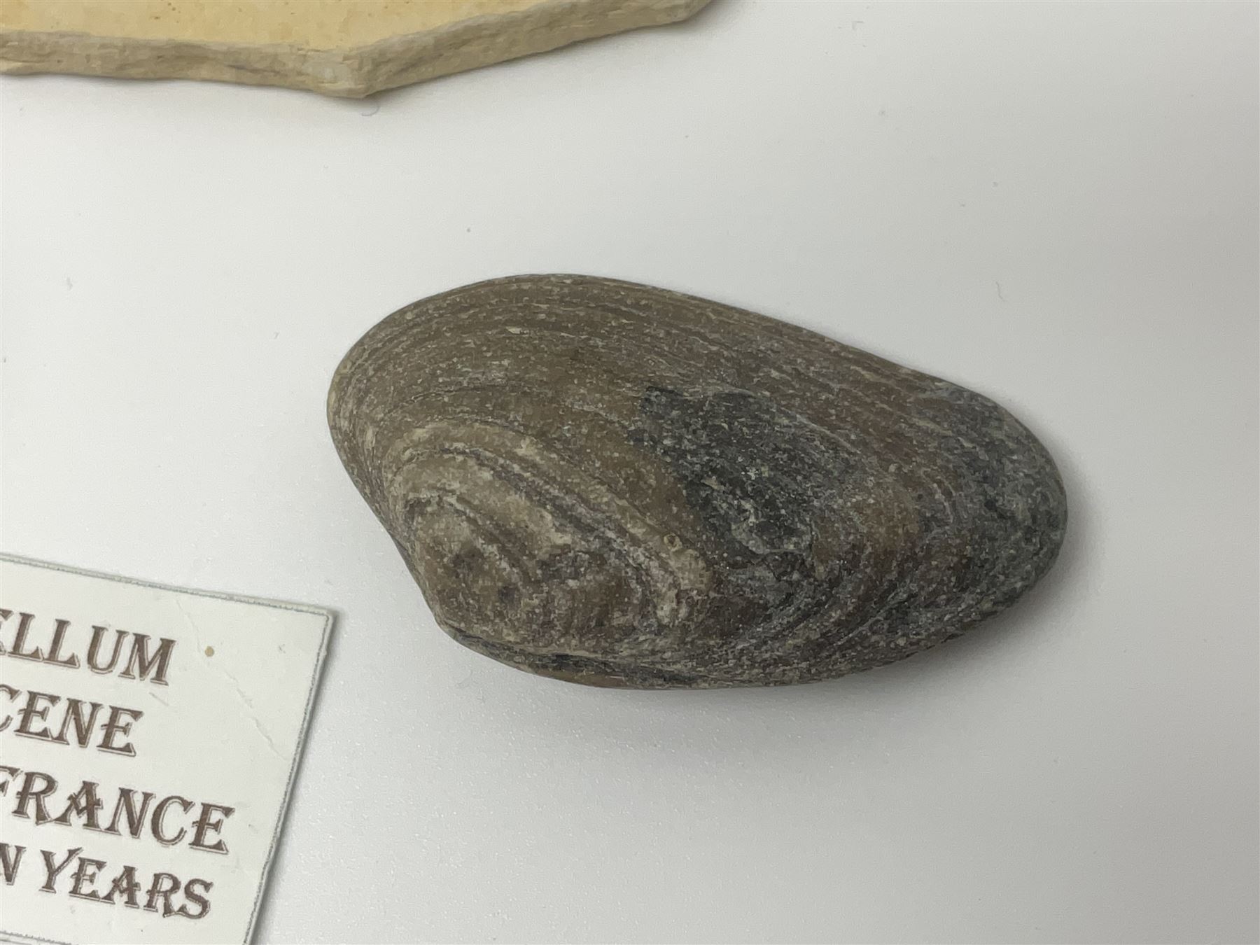 Two Scutella echinoids in a matrix, age; Oligocene period, location; Dinan France, together with a trilobite in matrix, and three other fossils  