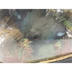 Taxidermy: late Victorian tropical bird diorama, containing several tropical birds to include, Black-headed Oriole (Oriolus Larvatus), Siskin (spinus), Green Honeycreeper (Chlorophanes spiza), each perched on branches, on an oval ebonised base, within a glass dome, H62cm, L40cm