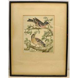  Sydenham (Syd) Teast Edwards (British 1768-1819): Study of Birds, ornithological watercolour signed 24cm x 19cm  