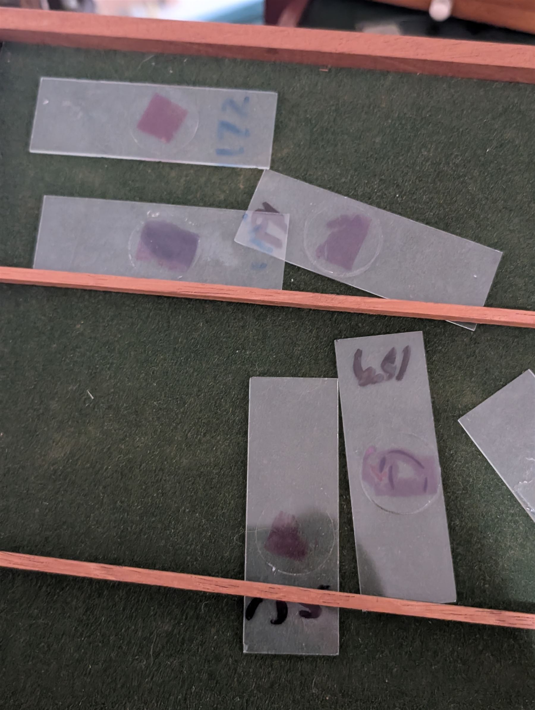 Victorian collector's specimen cabinet, containing a number of prepared microscope slides including miniature photographs, animal and human pathological, physiological and histological specimens and botanical specimens, mostly annotated in ink, the cabinet with glazed door, the drawers with bone handles and lined with green felt, owned by Dr Arthur Bristow, together with a picture of the doctor, cabinet H43cm