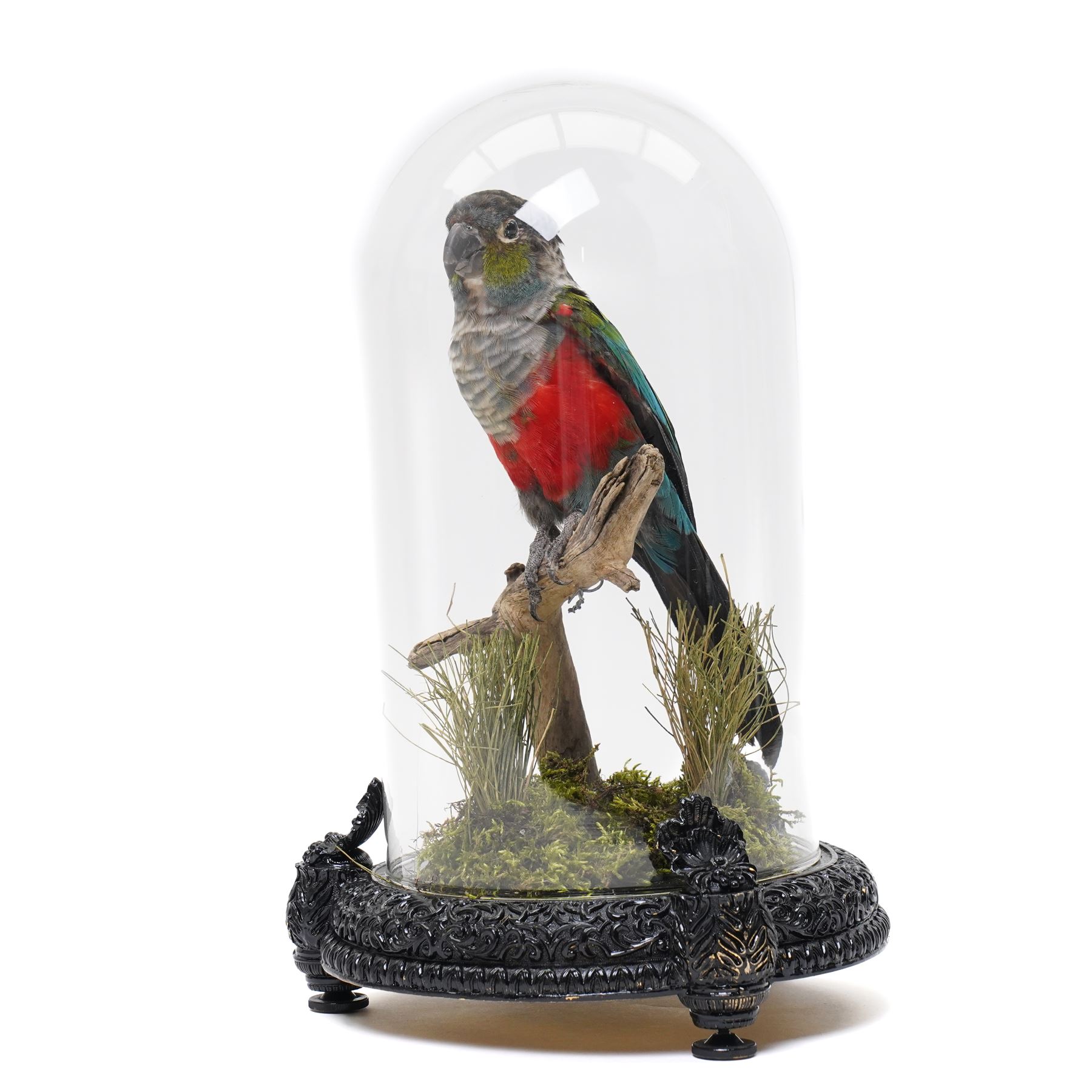 Taxidermy - Crimson-bellied parakeet (Pyrrhura perlata), full adult mount in naturalistic setting, enclosed within modern glass dome and base, overall H31cm 