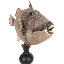 Taxidermy; Preserved Triggerfish (Balistidae), full adult mount, mounted upon an ebonised pedestal, fish L48cm, overall H50cm