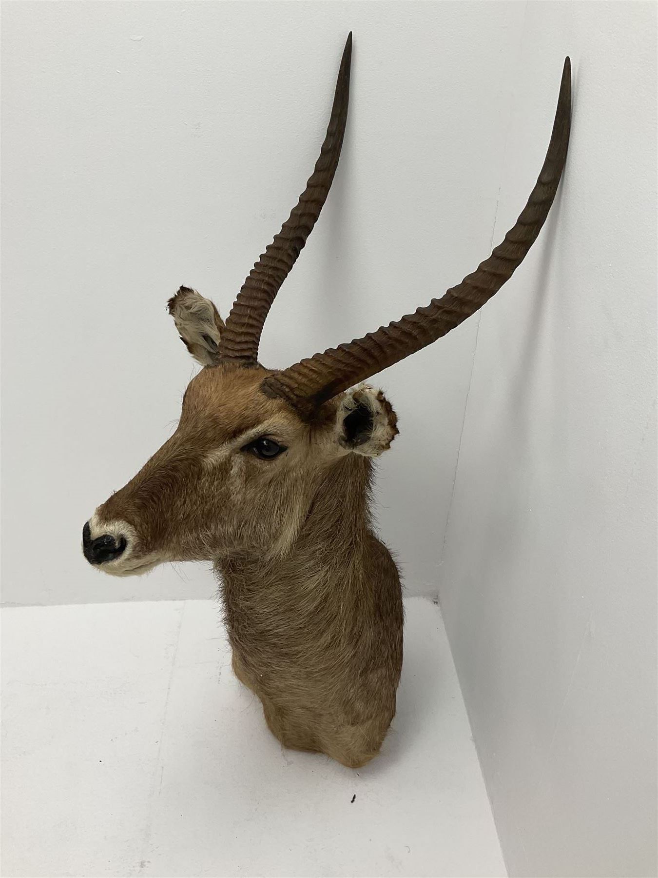 Taxidermy: East African Ellipsen Waterbuck (Kobus ellipsiprymnus), adult male shoulder mount looking straight ahead, approximately H120cm