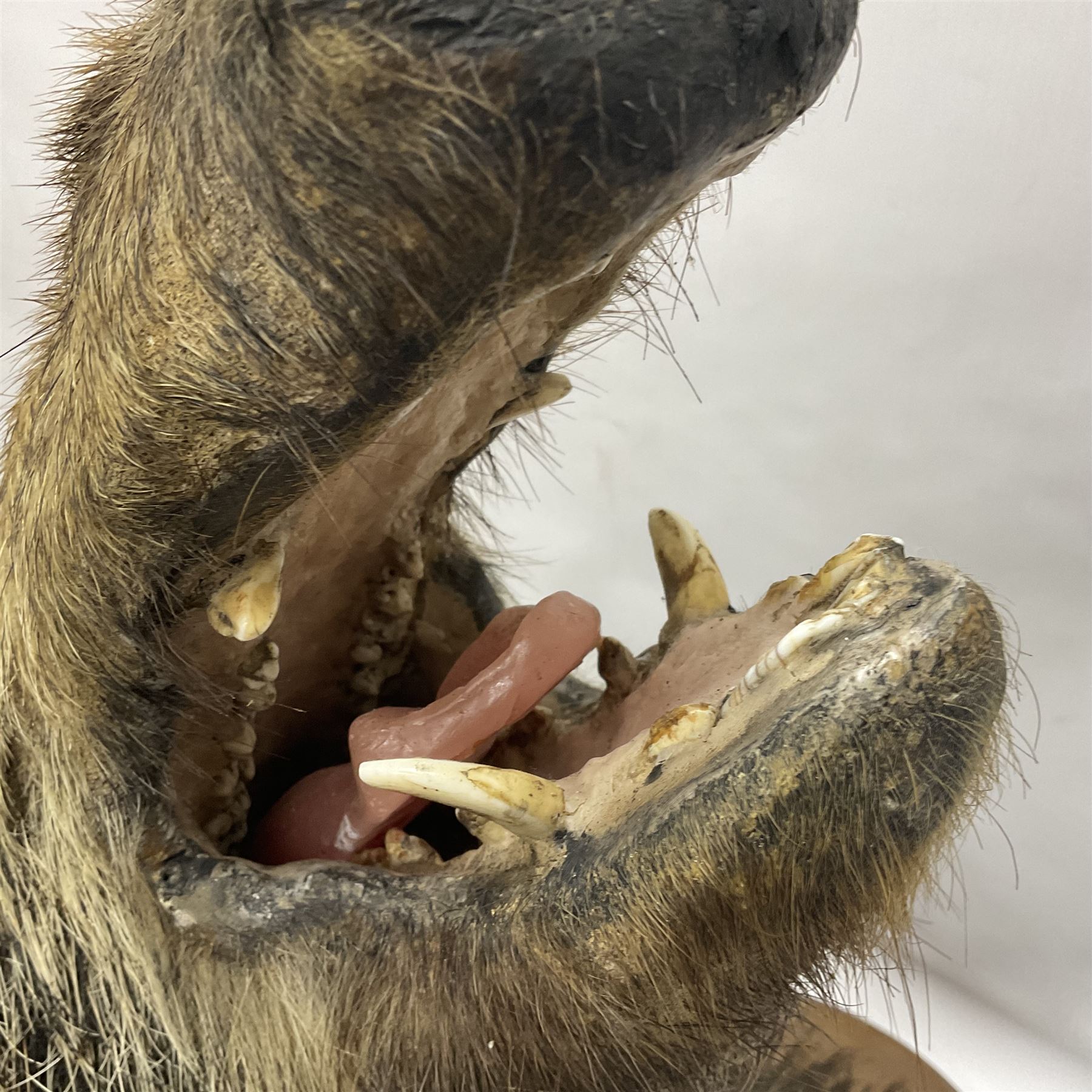 Taxidermy: European Wild Boar (Sus scrofa), adult male shoulder mount looking straight ahead mouth agape, mounted upon a wooden shield, D52cm