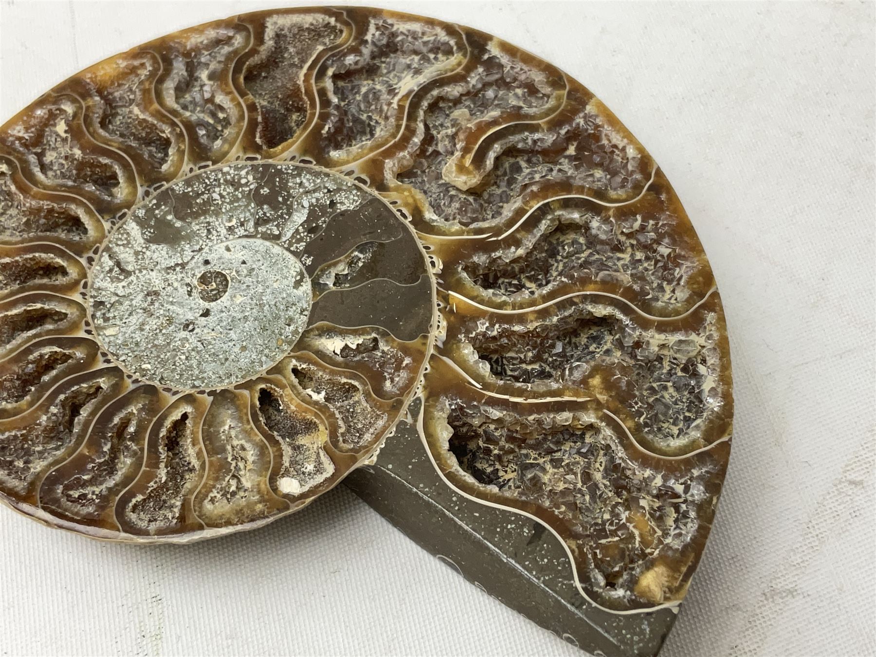 Paleontology: fossilized African Cleoniceras ammonite, the fossil specimen halved and polished, the interiors with crystal formation within chambers, Middle Cretaceous period, c 100 million years old, Madagascar, L8.5cm