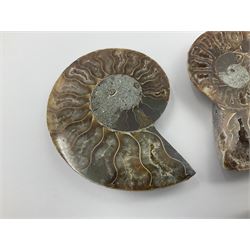 Two pairs of sliced ammonite fossils with polished finish, age: Cretaceous period, location: Madagascar, largest D7cm