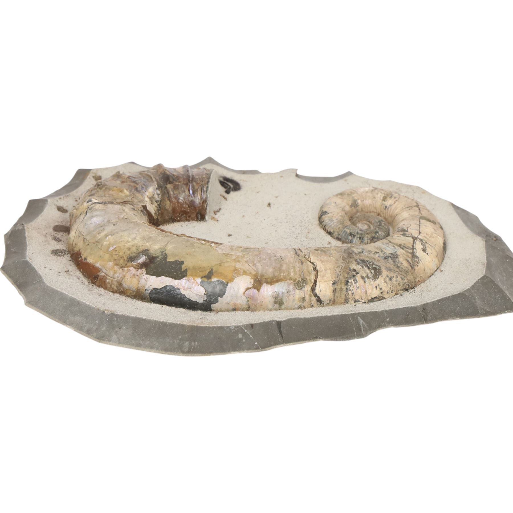 Andiloceras heteromorph ammonite in matrix, age Cretaceous period, location; Volga River, Ulyanovsk, Russia, specimen L22cm