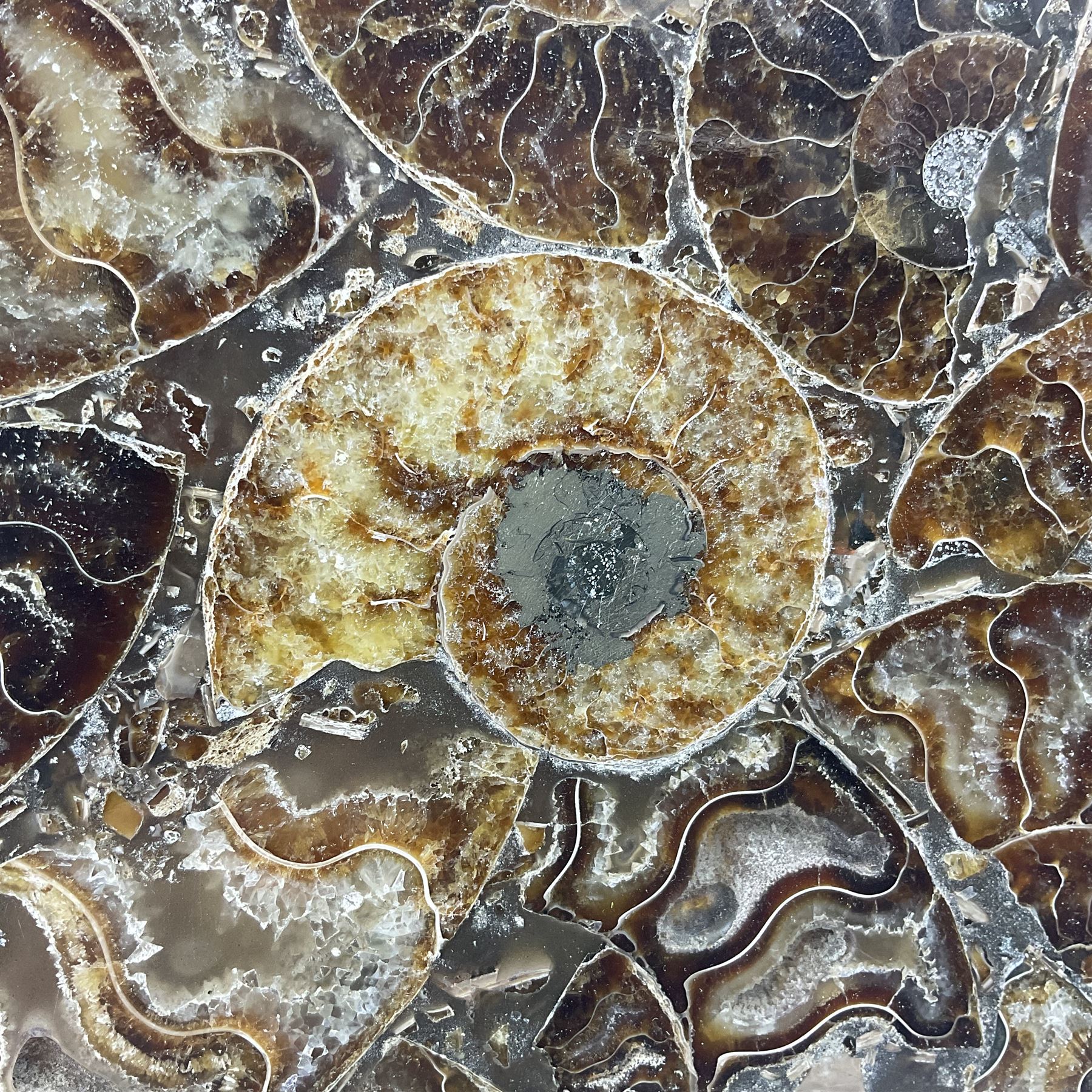 Polished ammonite plate, formed of individual ammonites age; Jurassic period, upon an ebonised stand, D27cm