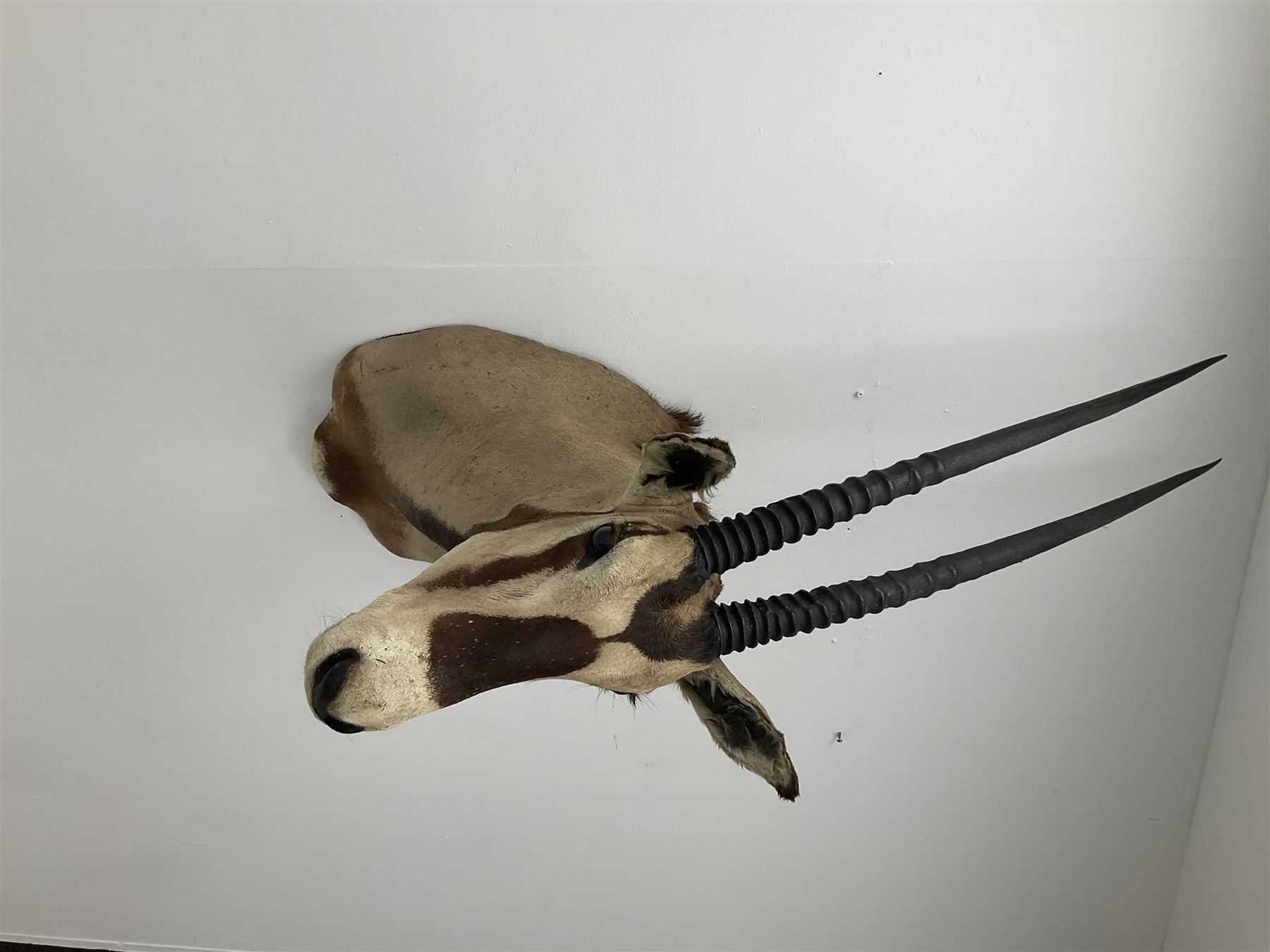 Taxidermy: Beisa Oryx (Oryx beisa beisa), adult male shoulder mount looking straight ahead, approximately H120cm
