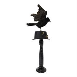 Taxidermy: Carrion Crow (Corvus corone), perched upon a steampunk hat, with wings open, H94cm