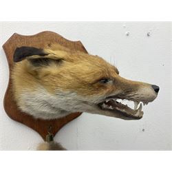 Taxidermy; Red fox mask (Vulpes vulpes), with mouth agape bearing teeth, mounted upon oak shield, with brush, shield L26cm