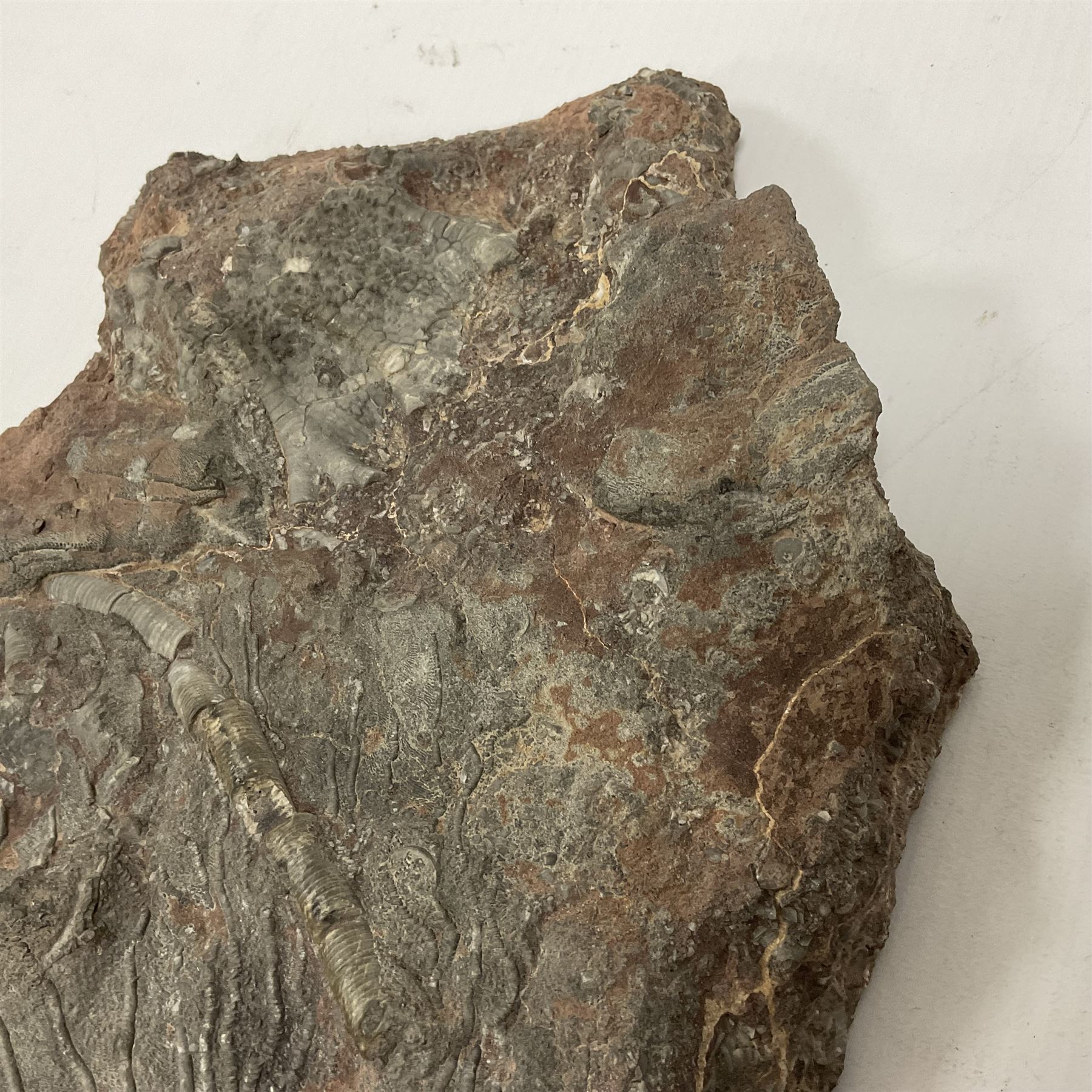 Crinoid sea bed plaque, with partial Scyphocrinites crinoid specimen, age; Silurian period, location; Morocco, L32cm L17cm 
