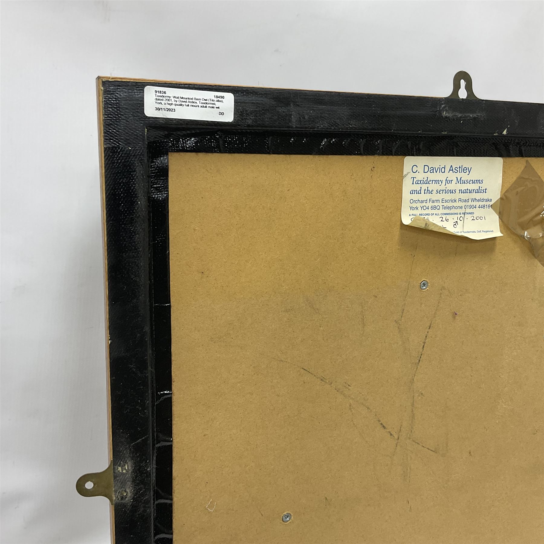 Taxidermy: Wall Mounted Barn Owl (Tito alba), dated 2001, by David Astley, Taxidermist, York, a high quality full mount adult male with head turning to the right, perched upon a short wooden beam, set against a faux brick back drop, width 50cm x height 55cm overall, bearing taxidermist's full paper trade label verso.
with Cites Article 10 (non transferable) licence no.24GBA102LOMN1 Cause of death RTA - 2001. This specimen would require a re-export licence to export from the UK, an import permit would be required into your chosen country, this is the responsibility of the buyer alone, David Duggleby Auctioneers and Valuers do not offer any onward re-export or import licences.