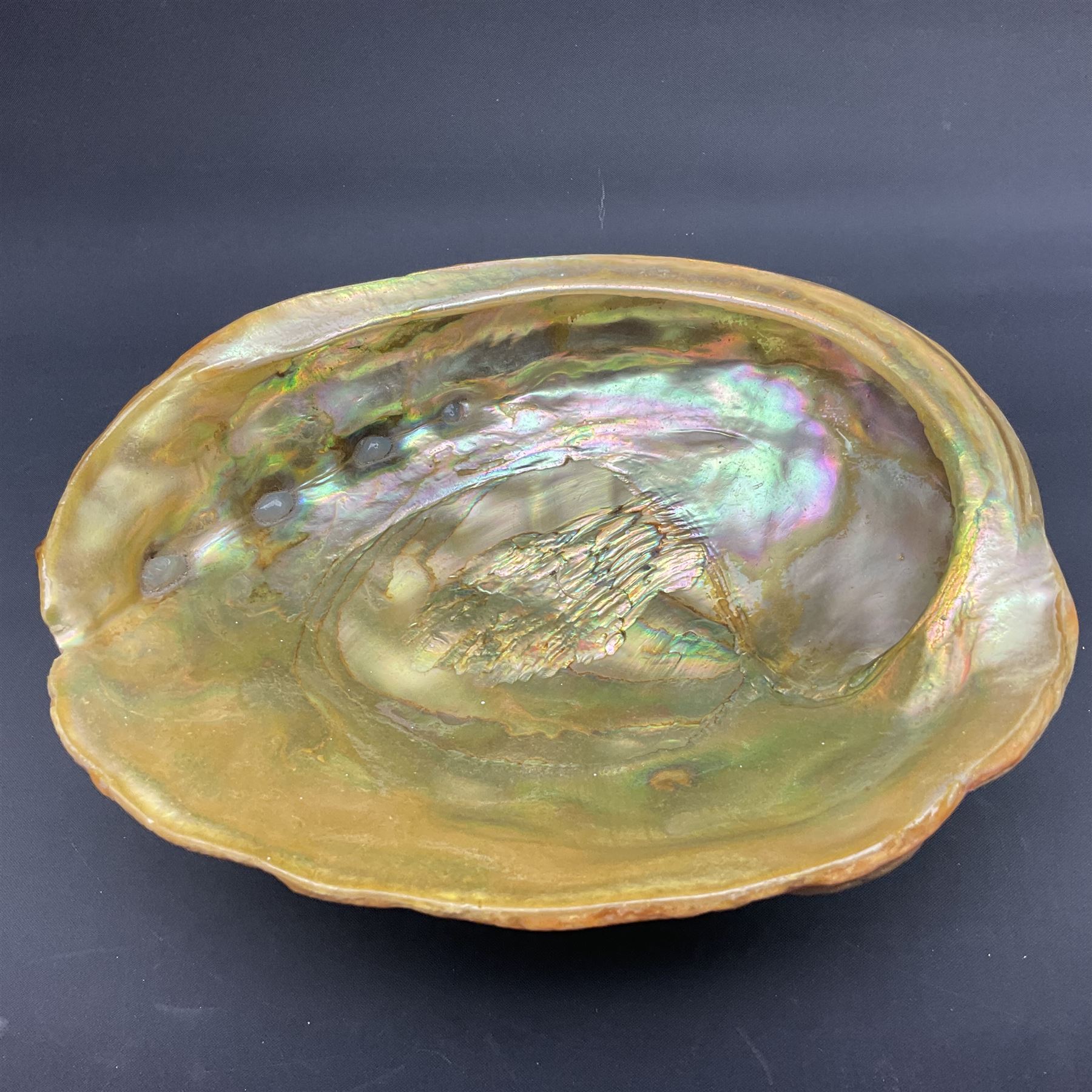 Conchology: selection of shells, including gold pearl oyster shell, mother of pearl turbo marmaratus shell, Cypraecassis Rufa red helmet shell, Mitre shell, Paua shell and others, largest D19cm
