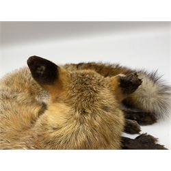 Taxidermy: Fireside red fox (Vulpes vulpes), a full mount adult fox in recumbent position, L44cm. 