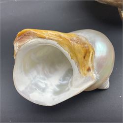 Conchology: selection of shells, including gold pearl oyster shell, mother of pearl turbo marmaratus shell, Cypraecassis Rufa red helmet shell, Mitre shell, Paua shell and others, largest D19cm