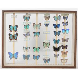 Entomology; British Natural History Museum wartime cabinets with eight double glazed draws with over two hundred butterfly specimens, including Lycaenidae, Dismorphia, Satyridae, Nymphalidae etc, The cabinets were used to house the entire collection of insects from the British Natural History Museum, which in turn were removed from the Museum to a safe place away from the London Blitz during World War Two, there were eight draws to each cabinet which had handles on the top for ease of lifting and transportation.They have adjustable corked wood slats so as to accommodate various size insects (Wing Spans etc), whilst keeping them in neat rows 