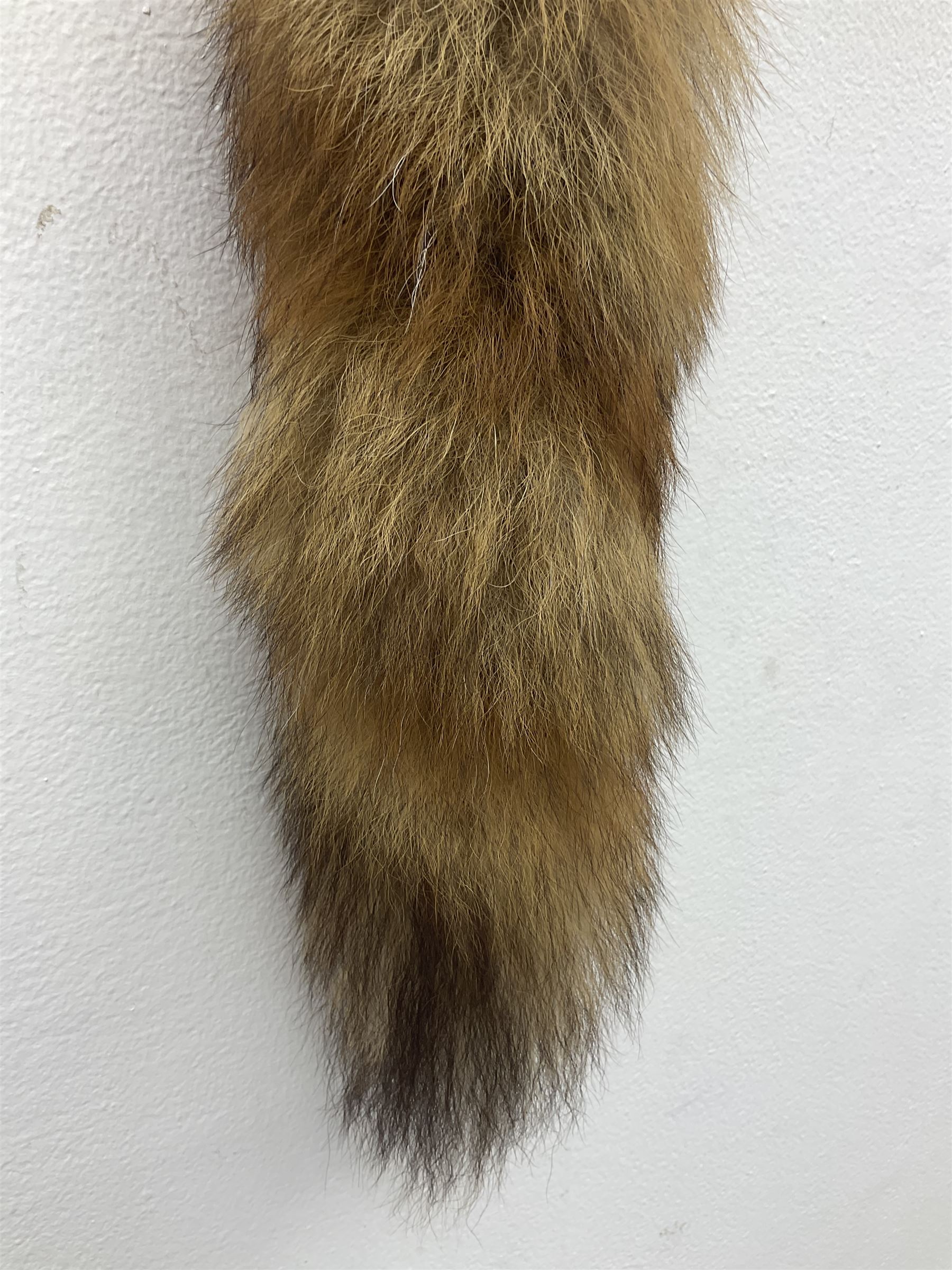 Taxidermy; Red fox mask (Vulpes vulpes), with mouth agape bearing teeth, mounted upon oak shield, with brush, shield L26cm